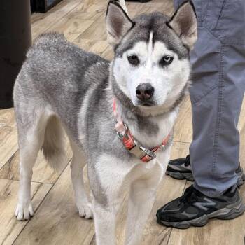 Husky Dogs Available for Adoption - Luna Doll | PetCurious