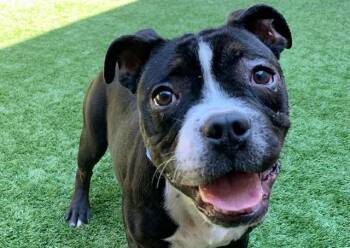 TOBY -  French Bulldog and Mixed Breed Dog for Adoption in Moreno Valley, California - TOBY | PetCurious