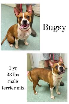 Rescue Boston Terrier and Terrier Dogs for Adoption in Albany, Georgia - Bugsy | PetCurious