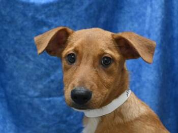 Hazelnut -  Shepherd and Hound Dog for Adoption in Portland, Oregon - Hazelnut | PetCurious