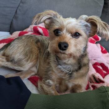 Yorkie Henry -  Yorkshire Terrier Dog for Adoption in Newport Beach, California - Yorkie Henry | PetCurious