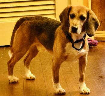 Raven -  Beagle Dog for Adoption in South Plainfield, New Jersey - Raven | PetCurious