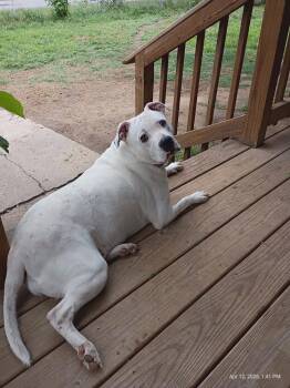 Boo -  Pit Bull Terrier Dog for Adoption in Tulsa, Oklahoma - Boo | PetCurious