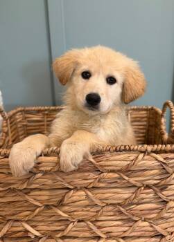 Retriever and Australian Cattle Dog Blue Heeler Dogs Available for Adoption in Fort Lupton, Colorado - Nisqually | PetCurious