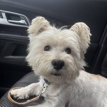 West Highland White Terrier Westie Dogs Available for Adoption in Russiaville, Indiana - Louie! Sweet Westie!  | PetCurious