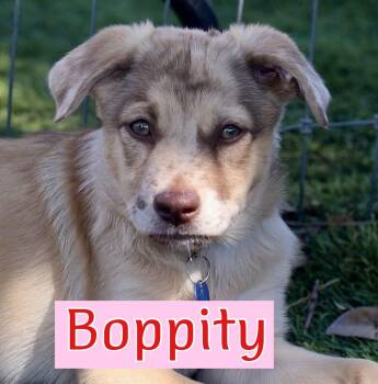 Boppity -  Catahoula Leopard Dog and Golden Retriever Dog for Adoption in Southlake, Texas - Boppity | PetCurious