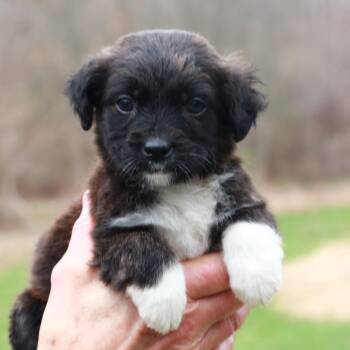 Shepherd Dogs Available for Adoption in Stormville, New York - CT Ferrari Avail Apr 25 | PetCurious