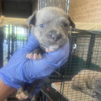 Pit Bull Terrier Dogs Available for Adoption in Birmingham, Alabama - Cora | PetCurious