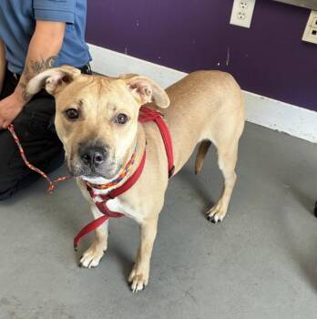 *Roo Roo* -  Pit Bull Terrier Dog for Adoption in Salt Lake City, Utah - *Roo Roo* | PetCurious