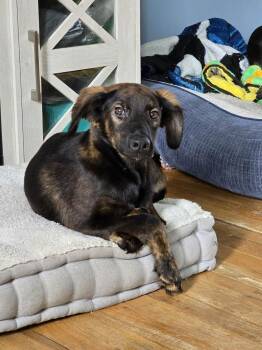Frankie -  Shepherd Dog for Adoption in Willingboro, New Jersey - Frankie | PetCurious