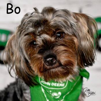 Bo -  Yorkshire Terrier and Poodle Dog for Adoption in Miami, Oklahoma - Bo | PetCurious