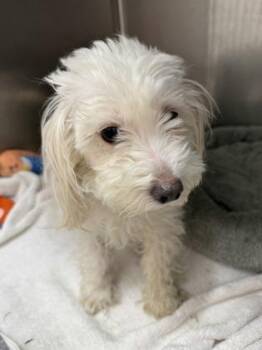Rescue Maltese Dogs for Adoption in Annapolis, Maryland - Turbette | PetCurious