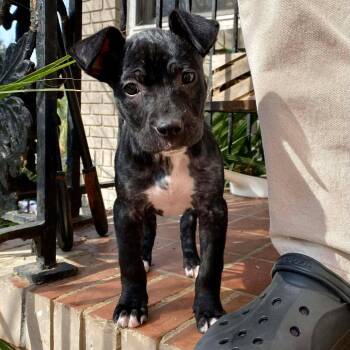 Mixed Breed Dogs Available for Adoption - Prosciutto | PetCurious