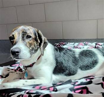 THEO -  Hound and Mixed Breed Dog for Adoption in Leesburg, Virginia - THEO | PetCurious