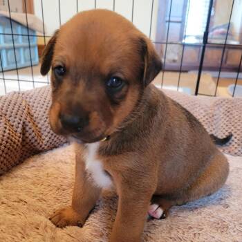Boomer -  Labrador Retriever and Mixed Breed Dog for Adoption in Austin, Texas - Boomer | PetCurious