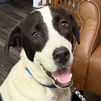Bandit Ruffman -  Black Labrador Retriever and Great Pyrenees Dog for Adoption in Andover, Massachusetts - Bandit Ruffman | PetCurious