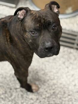 Rescue Mixed Breed Dogs for Adoption in West Chester, Pennsylvania - Zeke | PetCurious