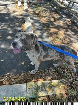 DEWEY -  Mixed Breed Dog for Adoption in West Palm Beach, Florida - DEWEY | PetCurious