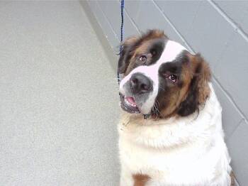 Rescue Saint Bernard Dogs for Adoption in Omaha, Nebraska - LUCY | PetCurious