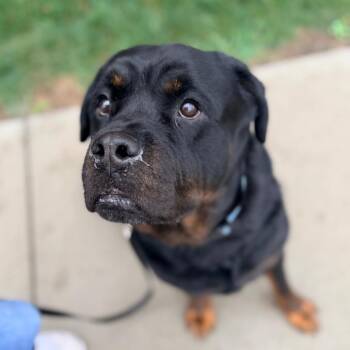 Tank -  Rottweiler Dog for Adoption in Champaign, Illinois - Tank | PetCurious