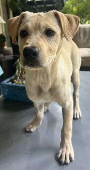 Dolly -  Labrador Retriever Dog for Adoption in Marietta, Georgia - Dolly | PetCurious