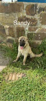 German Shepherd Dog Dogs Available for Adoption in Zimmerman, Minnesota - Sandy | PetCurious