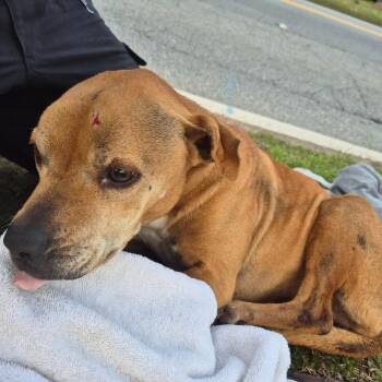 Mixed Breed Dogs Available for Adoption - 03/05/2026-Stray-2ndAvenue-1"Ansley" | PetCurious