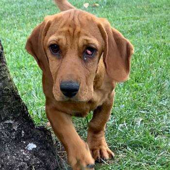 Rosie -*Available 6/6* Chino Hills Location -  Basset Hound and Mixed Breed Dog Available for Adoption in Chino Hills, California - Rosie -*Available 6/6* Chino Hills Location | PetCurious