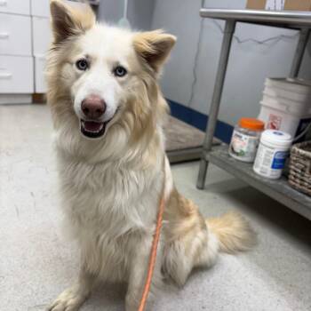 Golden Retriever and Husky Dogs Available for Adoption - Merlin | PetCurious