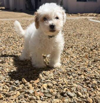 Parker -  Poodle and Mixed Breed Dog for Adoption in Henderson, Nevada - Parker | PetCurious