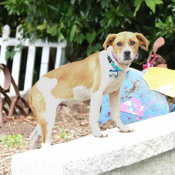 Hound Dogs Available for Adoption in Wake Forest, North Carolina - Fabian | PetCurious