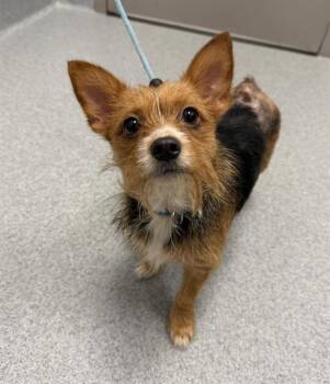 PENELOPE -  Yorkshire Terrier and Mixed Breed Dog for Adoption in Indianapolis, Indiana - PENELOPE | PetCurious