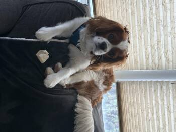 Cavalier King Charles Spaniel Dogs Available for Adoption in New York, New York - Noah  | PetCurious