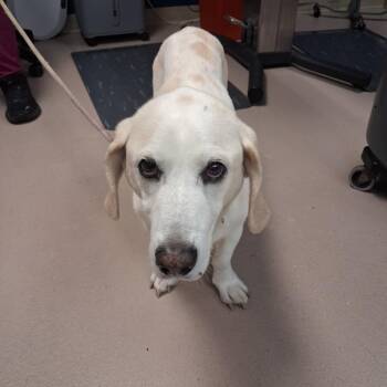 Shawarma -  Basset Hound Dog for Adoption in Newark, New Jersey - Shawarma | PetCurious