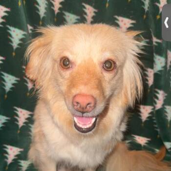 Capital -  Dachshund and Chihuahua Dog for Adoption in Rockville, Maryland - Capital | PetCurious