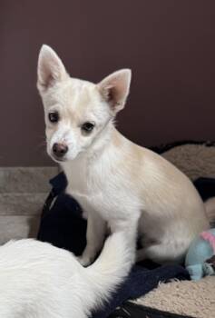 Harry -  Pomeranian and Chihuahua Dog for Adoption in Grand Rapids, Michigan - Harry | PetCurious