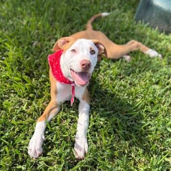 Fernanda Tigre -  Pit Bull Terrier and Labrador Retriever Dog for Adoption in Friendswood, Texas - Fernanda Tigre | PetCurious
