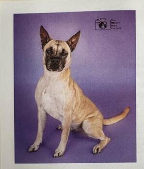 Terrier and Mixed Breed Dogs Available for Adoption in Palm Coast, Florida - Clover | PetCurious