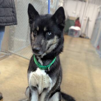 Rescue Husky Dogs for Adoption in Middletown, Ohio - Korra | PetCurious