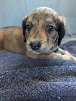 Lucy (yellow) - Gavi -  Retriever Dog for Adoption in Lakeland, Florida - Lucy (yellow) - Gavi | PetCurious