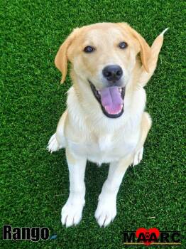 Rango -  Labrador Retriever Dog for Adoption in Maryville, Tennessee - Rango | PetCurious