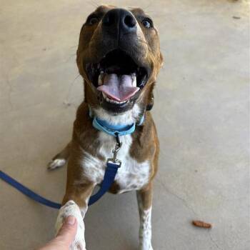 Dottie -  Mixed Breed Dog for Adoption in Bentonville, Arkansas - Dottie | PetCurious