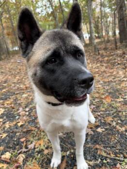 Rescue Akita Dogs for Adoption in Toms River, New Jersey - Zoey | PetCurious