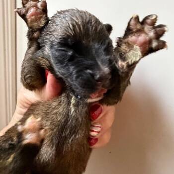 German Shepherd Dog and Mixed Breed Dogs Available for Adoption - Dieter | PetCurious