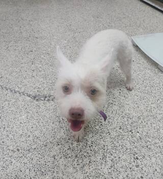 West Highland White Terrier Westie and Cairn Terrier Dogs Available for Adoption - BLONDE | PetCurious