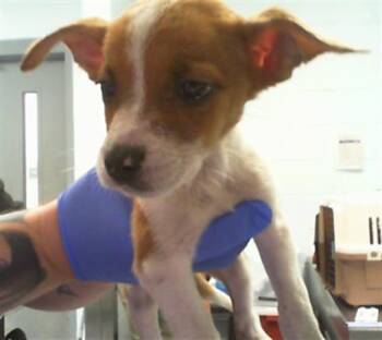 A1271145 -  Mixed Breed Dog for Adoption in Charlotte, North Carolina - A1271145 | PetCurious