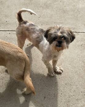 Rescue Shih Tzu Dogs for Adoption in Riverton, Utah - Kenny | PetCurious