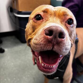 Layla (Stormy) -  Terrier Dog for Adoption in Clearwater, Florida - Layla (Stormy) | PetCurious