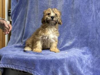 BF/yorkie 2 -  Bichon Frise and Yorkshire Terrier Dog for Adoption in Chattanooga, Tennessee - BF/yorkie 2 | PetCurious