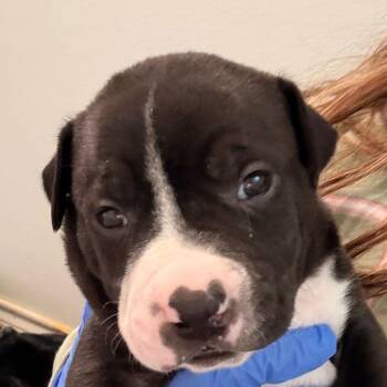 Terrier Dogs Available for Adoption - Macaron | PetCurious